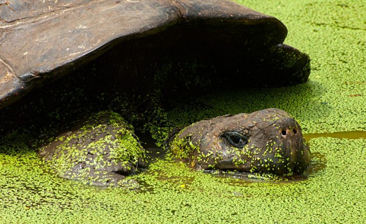  Tortugas gigantes de Galápagos actividades